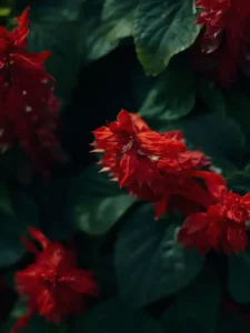 Why Is My Salvia Not Flowering? Causes and How to Fix It
