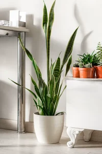 Why Is My Snake Plant Drooping? 7 Causes and Fixes
