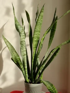 Why Is My Snake Plant Turning Yellow? Causes and Fixes