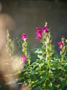 Why Is My Snapdragon Not Flowering? Causes and How to Fix It