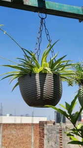 Why Is My Spider Plant Not Producing Babies? 6 Causes and Fixes