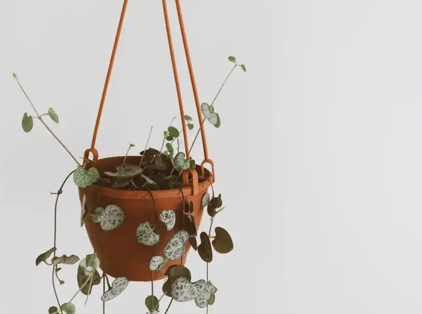 String of hearts in a terracotta hanging pot, sparse silver-marbled heart leaves on thin trailing vines