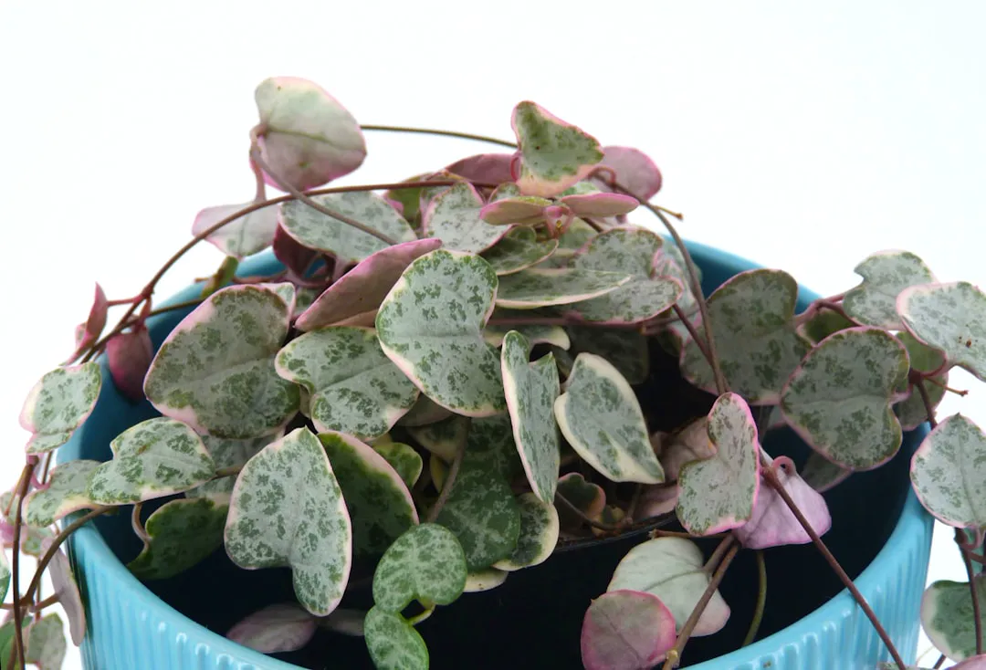 Variegated string of hearts with pink and silver heart-shaped leaves in a blue pot