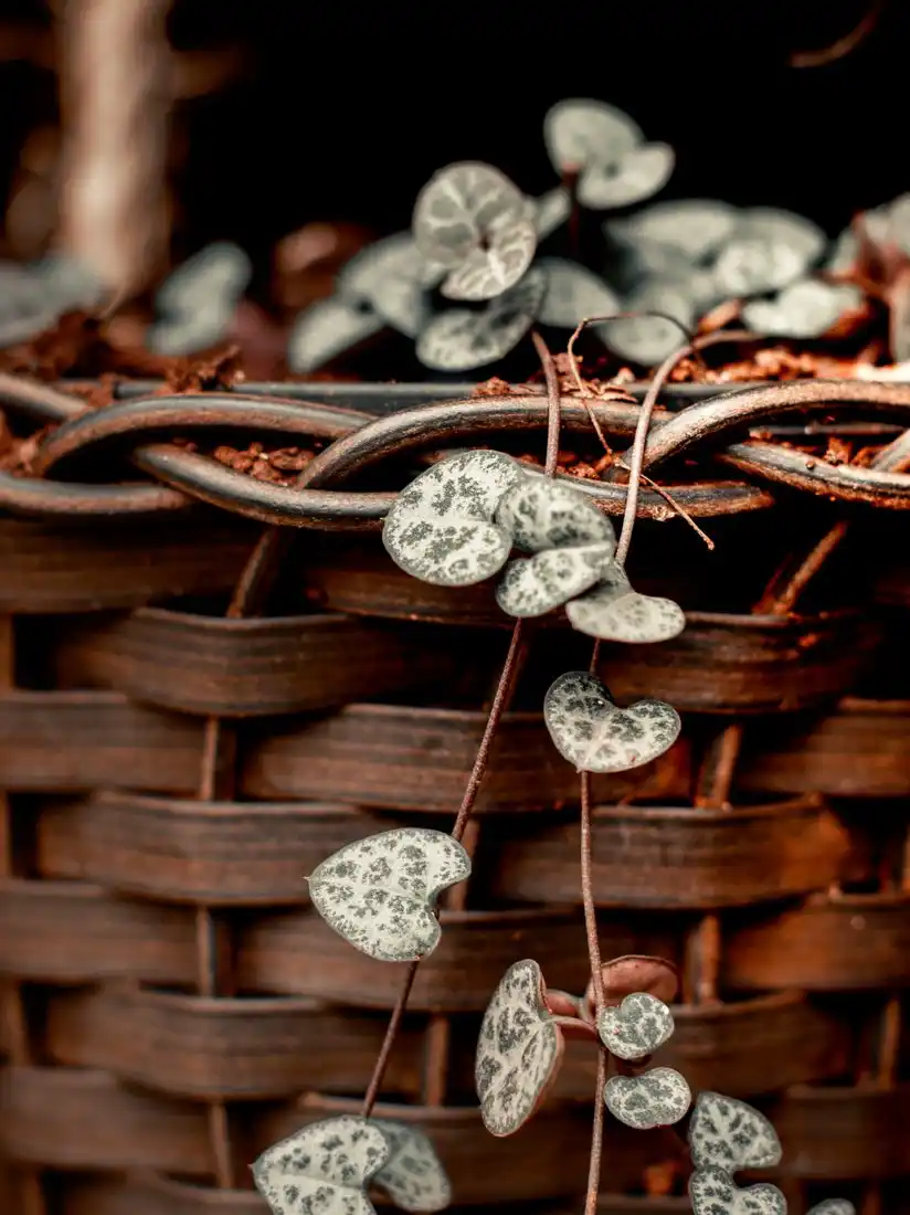 Close-up of trailing string of hearts strands with heart-shaped leaves