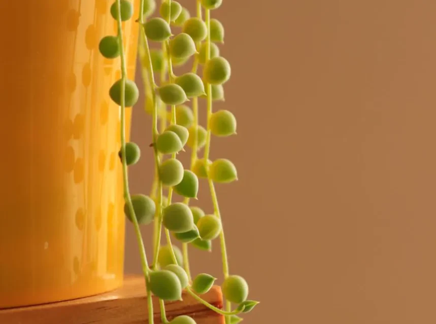 A healthy string of pearls with plump round beads trailing from a pot