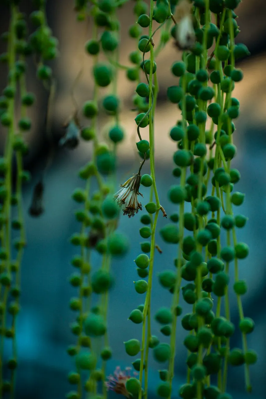 long strands of round green pearls hanging from a string of pearls plant