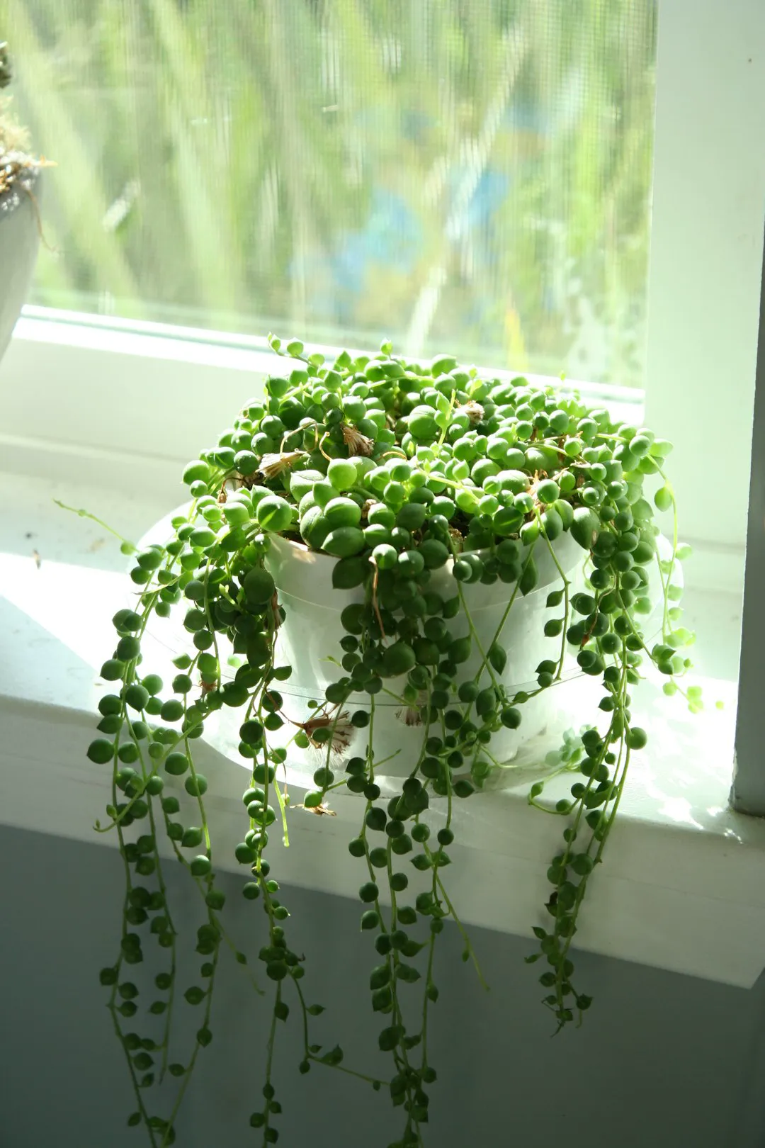 plump beads on a healthy plant, while string of pearls shriveling looks flat and pointed