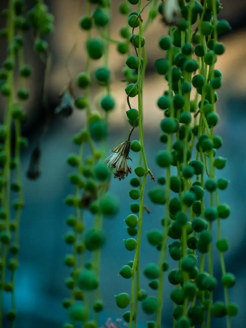 Close-up of the round bead-like leaves of a string of pearls