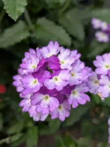 Why Is My Verbena Not Flowering? Causes and How to Fix It