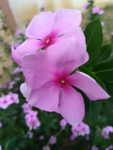 Why Is My Vinca Not Flowering? 6 Causes and How to Fix It