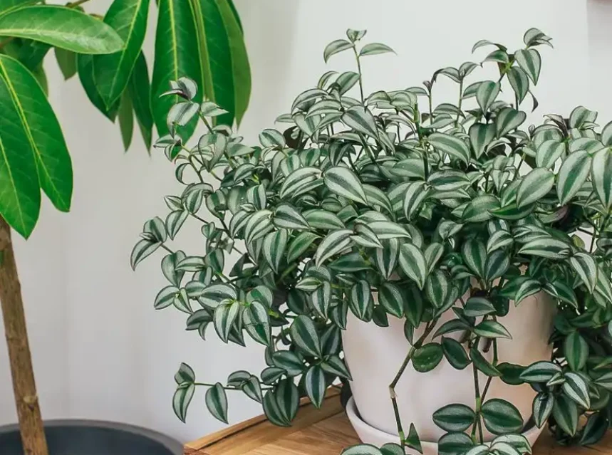 Why is my wandering jew losing color — a wandering jew plant with silver striped leaves in a white pot