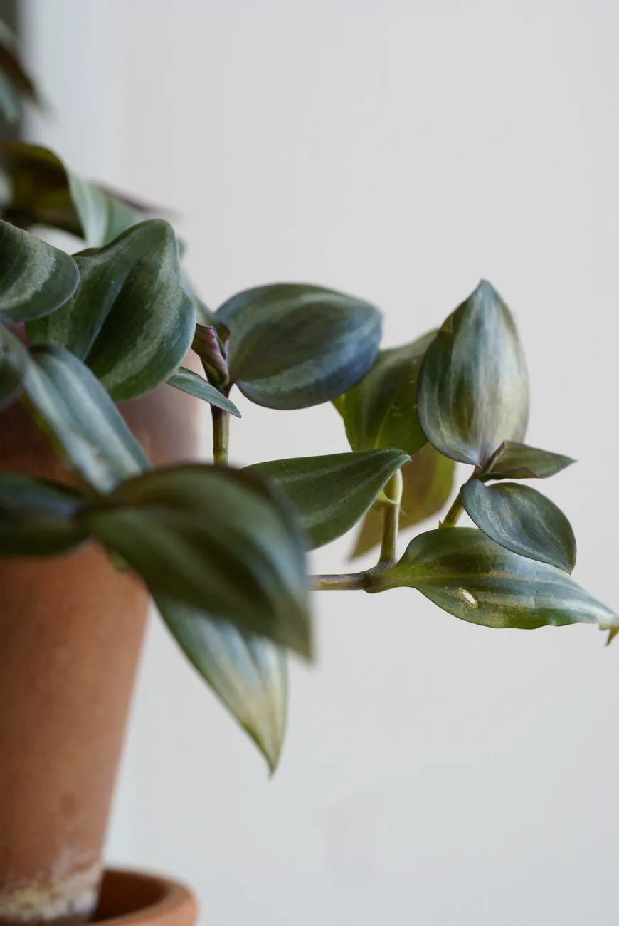 Wandering jew with faded, dull green leaves that have lost their silver and purple stripes