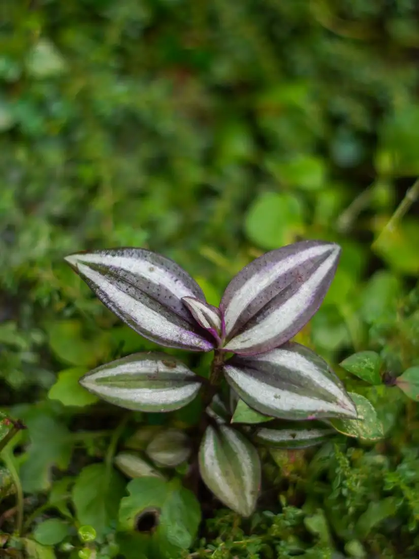 Close-up of the purple and silver striped leaves of a wandering jew plant