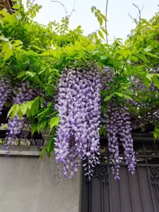 Why Is My Wisteria Not Flowering? Causes and How to Fix It