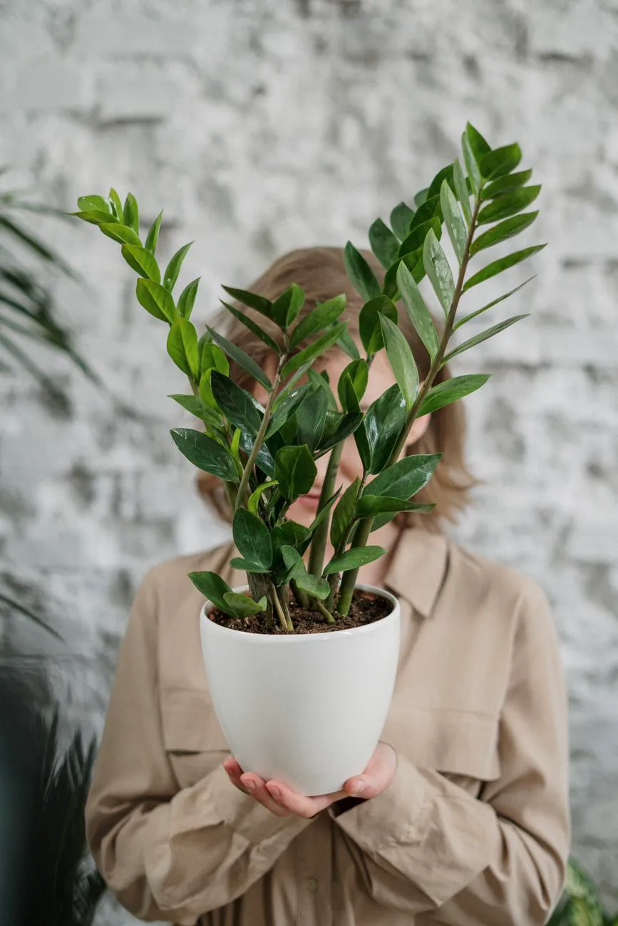 Healthy ZZ plant with upright glossy green stems in a white pot