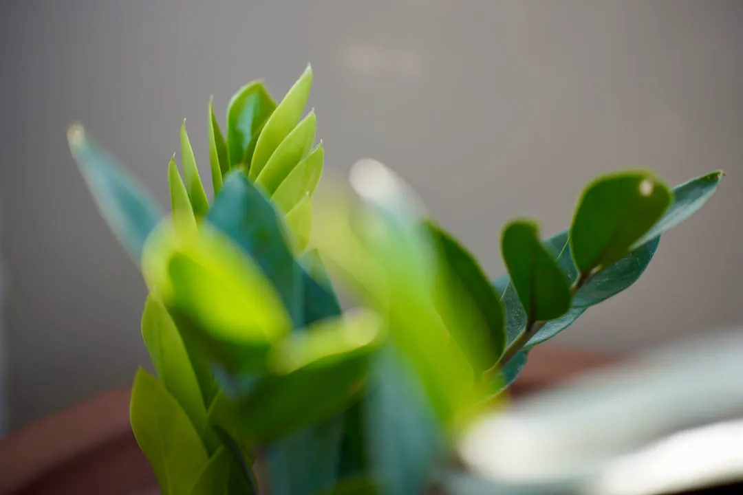 ZZ plant pushing up bright lime-green new stems among darker mature leaves