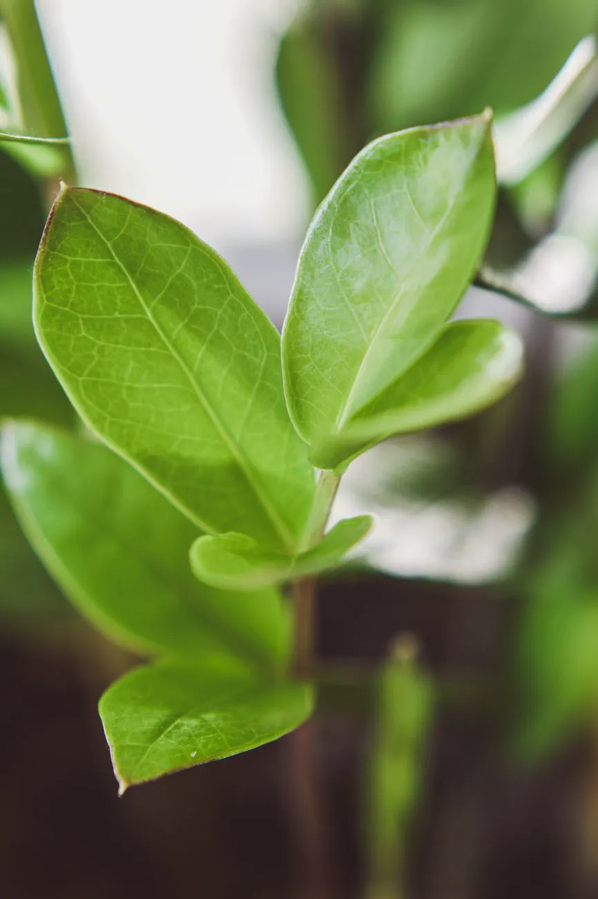 Close-up of glossy healthy ZZ plant leaflets