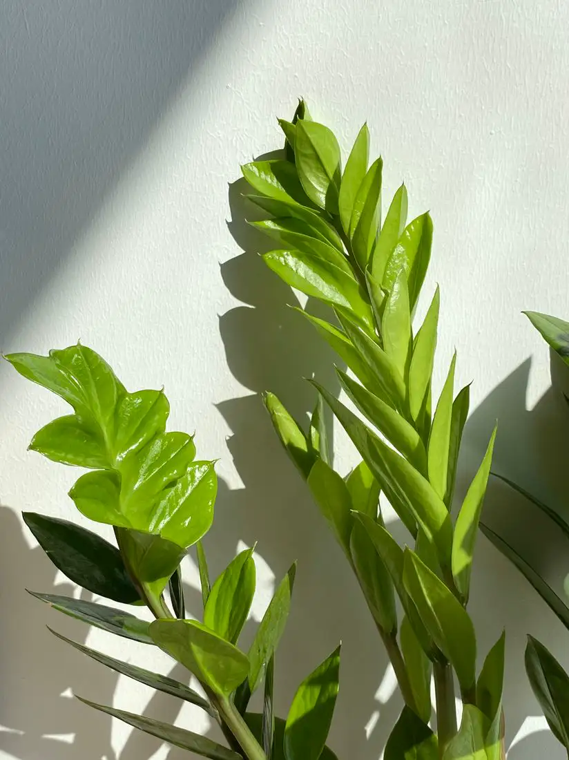 Close-up of the glossy green leaves of a ZZ plant