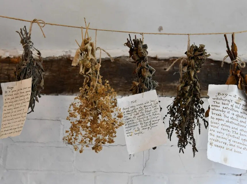 Bunches of culinary herbs hanging to dry on a line