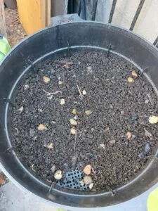 Vermicompost (Organic)
