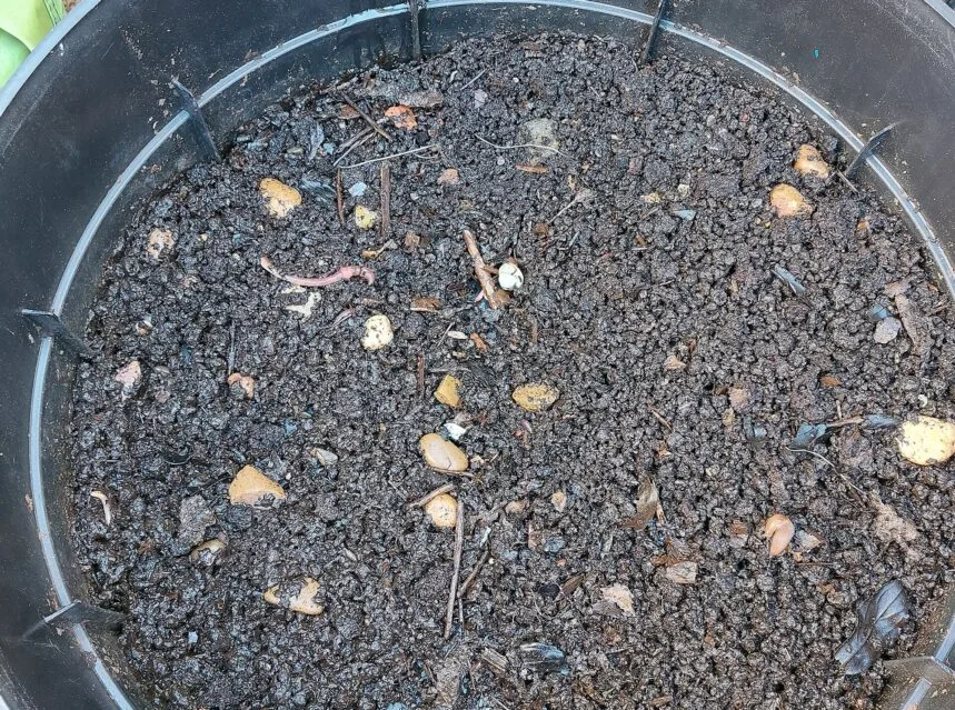 Finished vermicompost with worms in a worm bin, top view