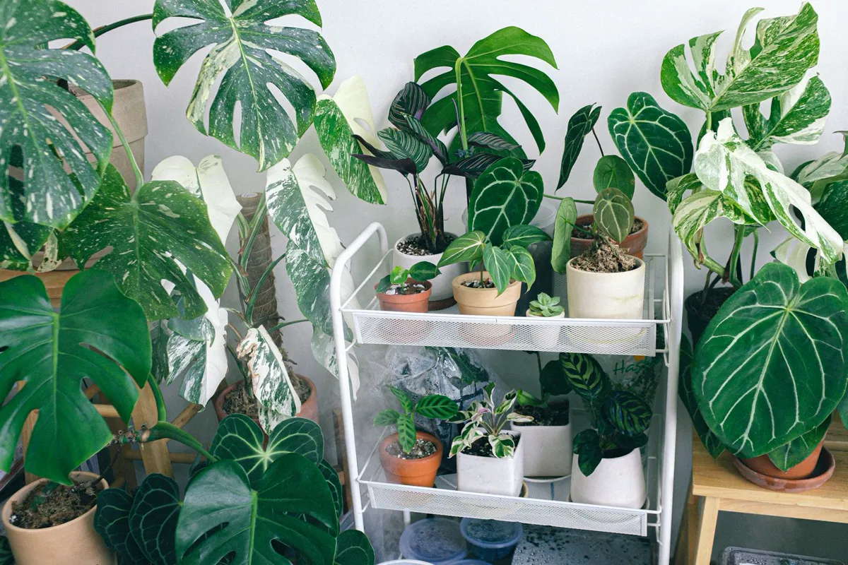 A dense indoor collection of monstera, anthurium and calathea, the kind of plants Gardening Guider writes about