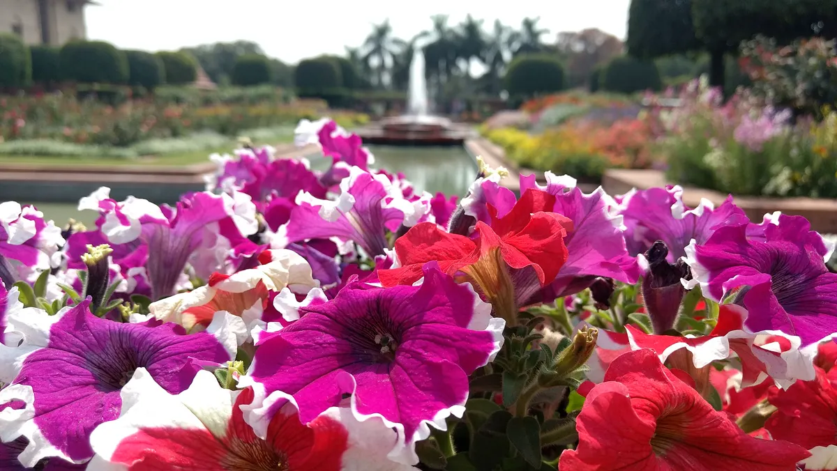 Close-up of magenta and red frilled petunias in a border, with a water channel and fountain blurred behind