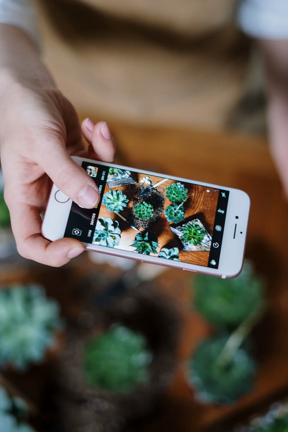 A phone photographing potted succulents, the everyday use of a gardening app on your home screen