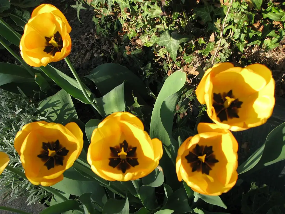 Five yellow garden tulips with black star-shaped centres open above broad grey-green leaves in a garden bed