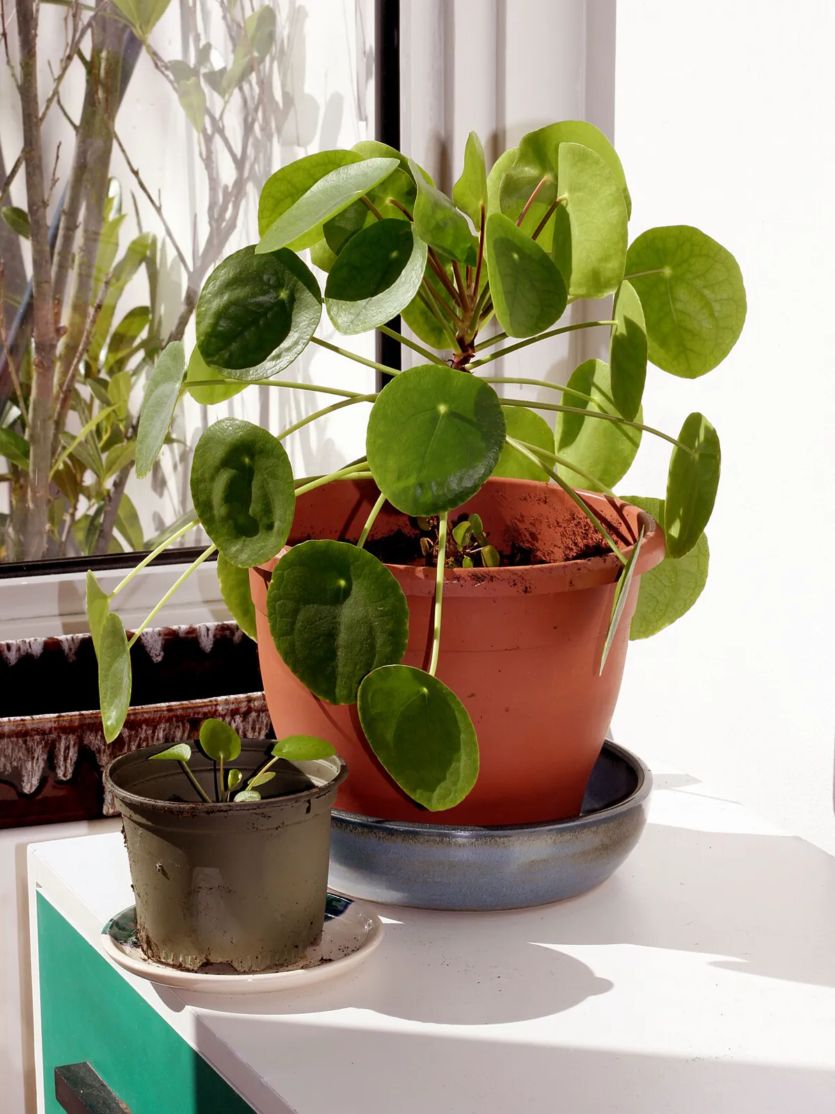 Potted Chinese money plant on a sunny windowsill with long stretched stalks and round leaves flopping down over the rim of the terracotta pot
