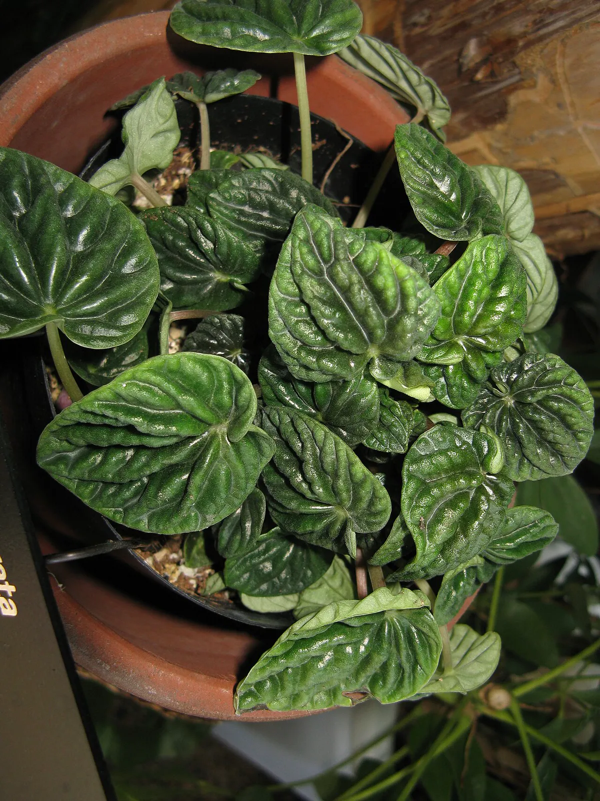Ripple peperomia in a terracotta pot, its heart-shaped dark green leaves deeply corrugated and held on short pink stems