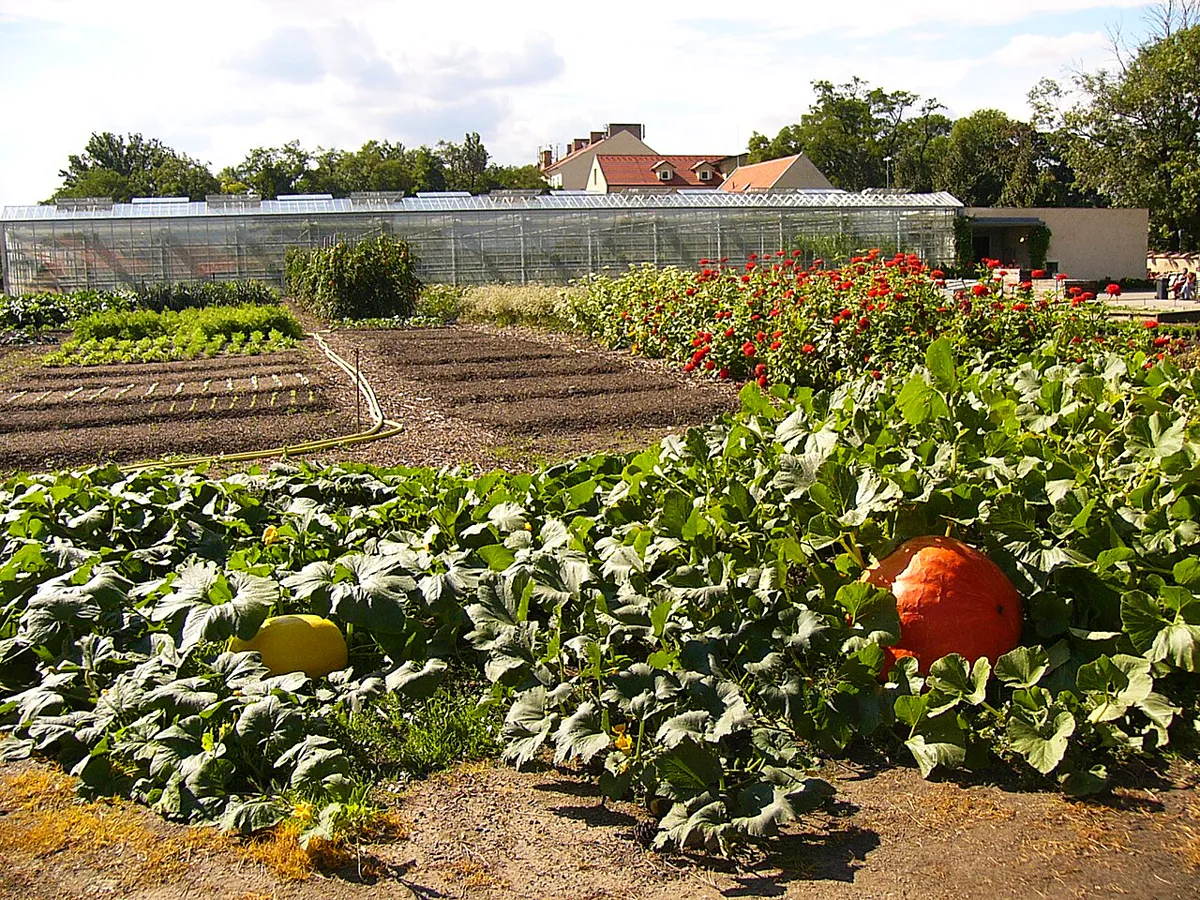 Pumpkin vines sprawling across a garden bed with one orange and one yellow pumpkin ripening among large leaves