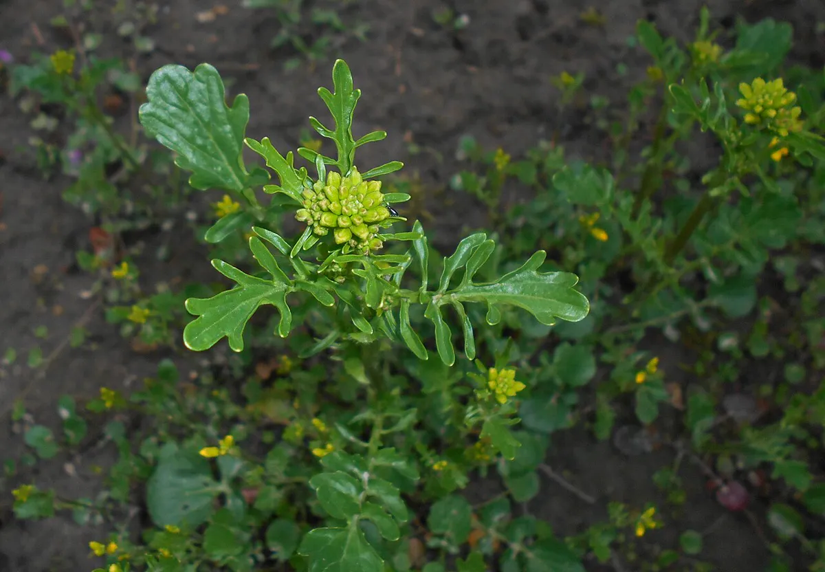 Land cress plant in bare soil showing deeply lobed dark green leaves and a tight cluster of yellow flower buds at the shoot tip