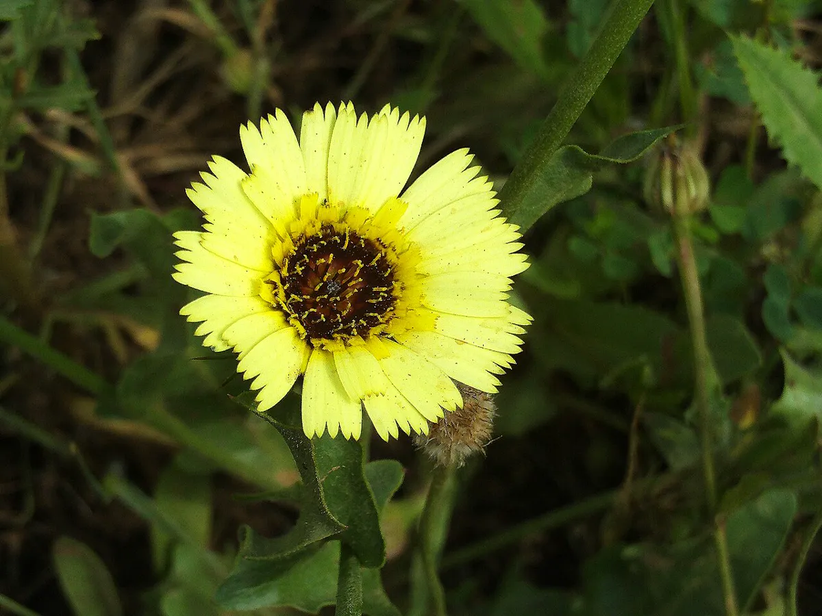 Single pale yellow Tolpis barbata flower with fringed petal tips and a deep maroon central disc