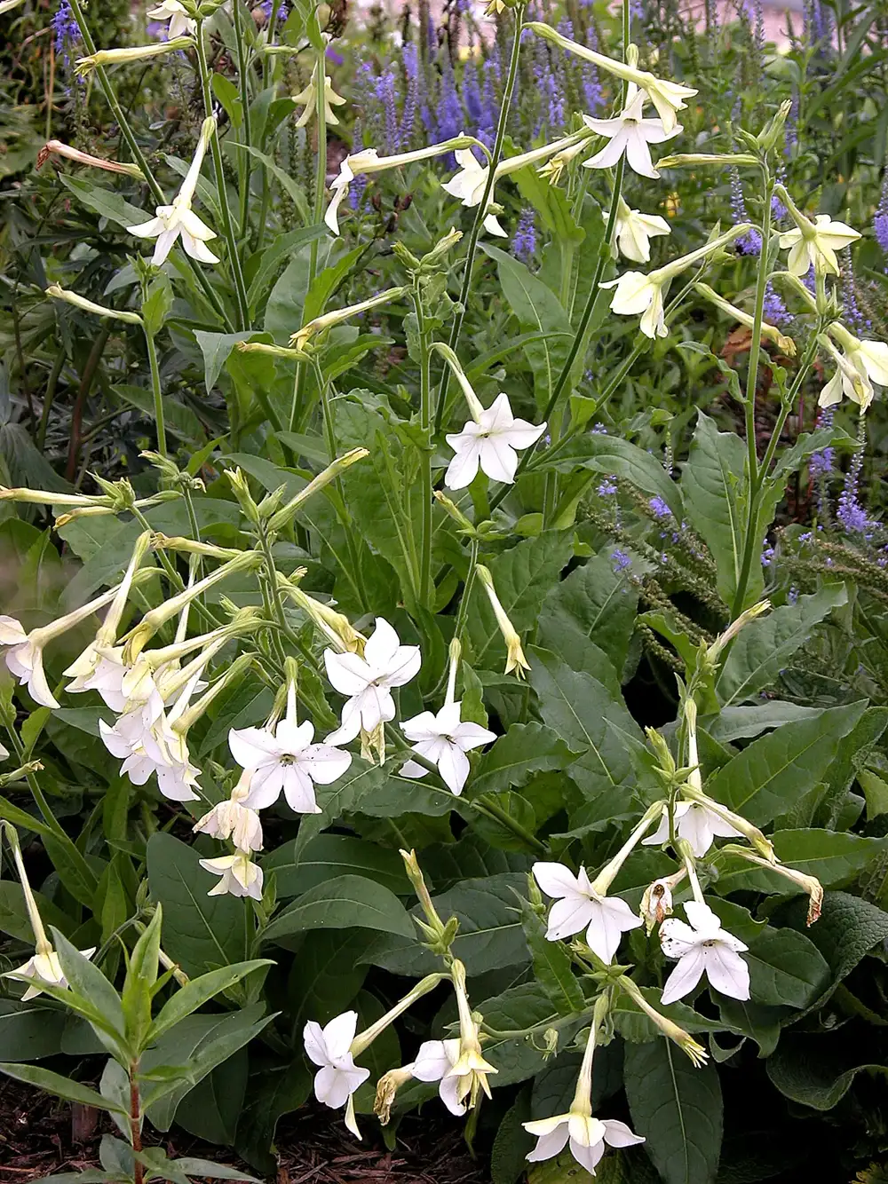 Clump of flowering tobacco in a border, with long slender tubes opening into white star-shaped flowers above broad green leaves
