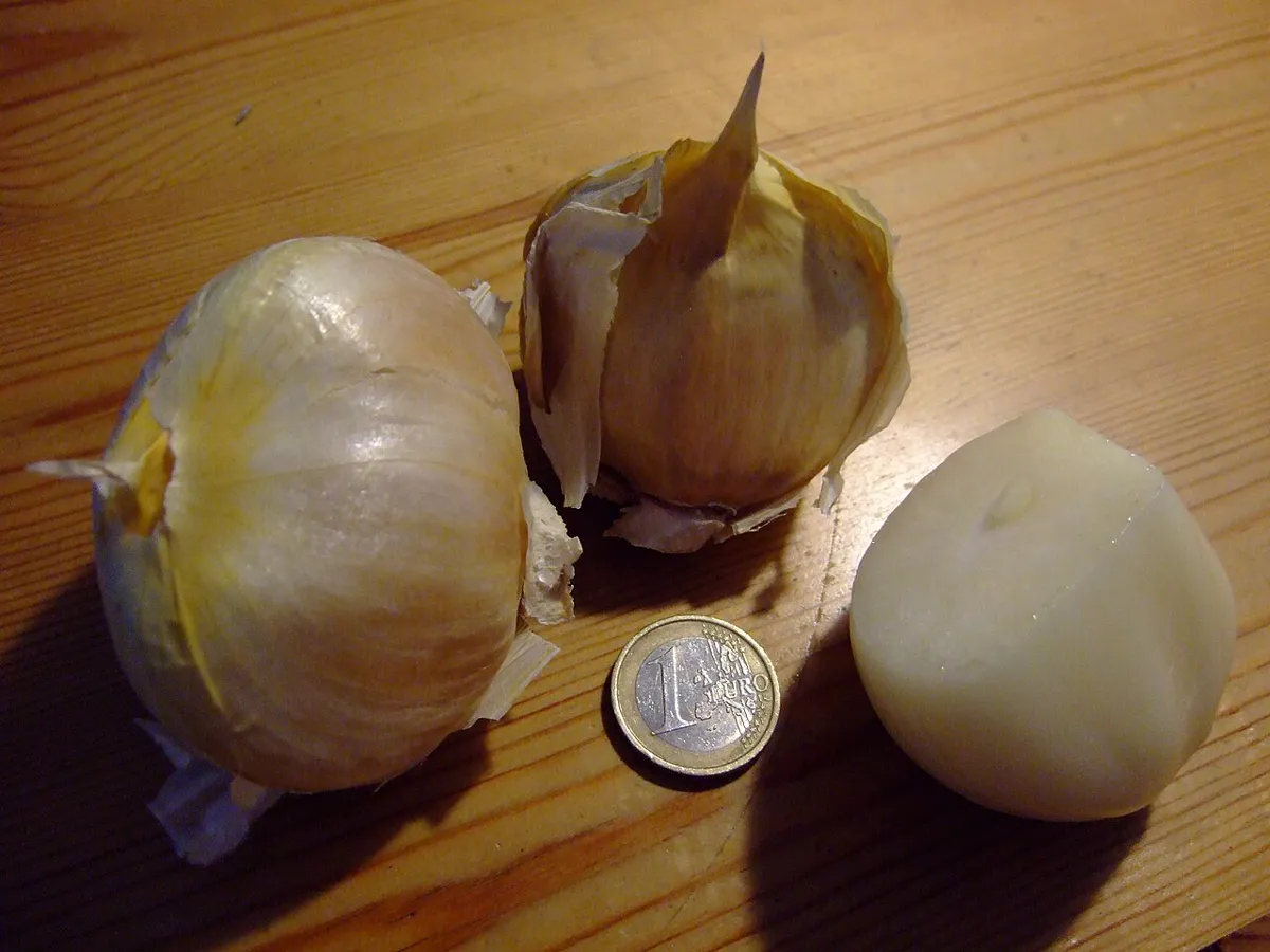 Three elephant garlic cloves, two still in their papery skins and one peeled, next to a one-euro coin that shows how large they.