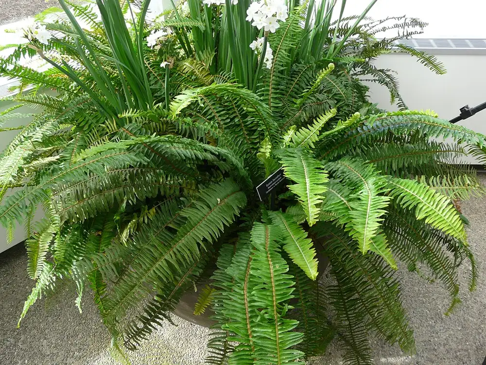 Large Boston fern growing in a wide container, its arching fronds spilling over the rim