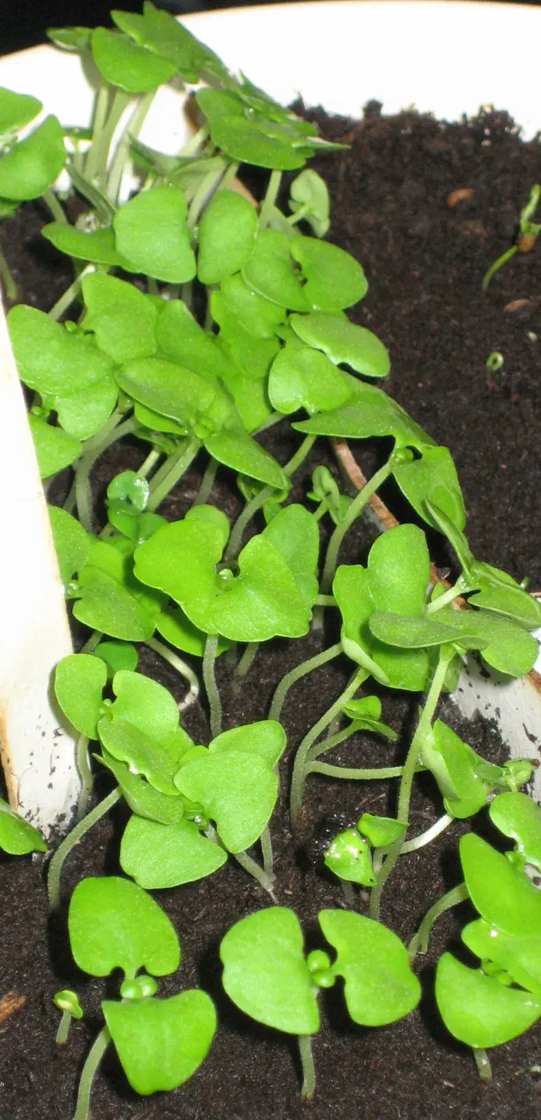 Young basil seedlings with rounded seed leaves growing thickly in a pot of dark compost indoors