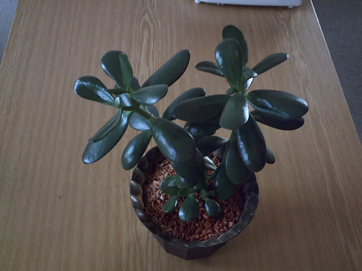 Small jade plant with a few thick glossy leaves in a small indoor pot topped with orange gravel