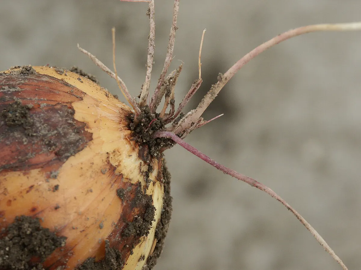 Close-up of an onion bulb lifted from soil showing shrivelled brown dead roots and brown rot spreading across the base