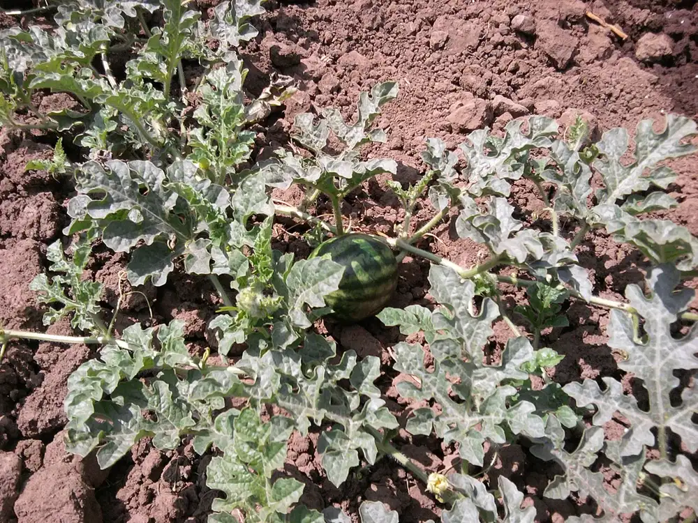 Young striped watermelon resting on bare soil in the centre of its trailing vine with deeply lobed leaves