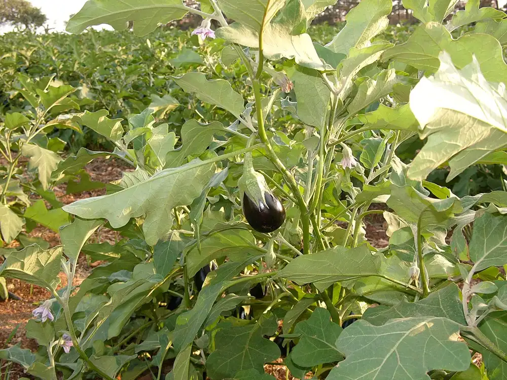 Eggplant plants in a field with one glossy dark purple fruit hanging from the stem and pale purple flowers nearby