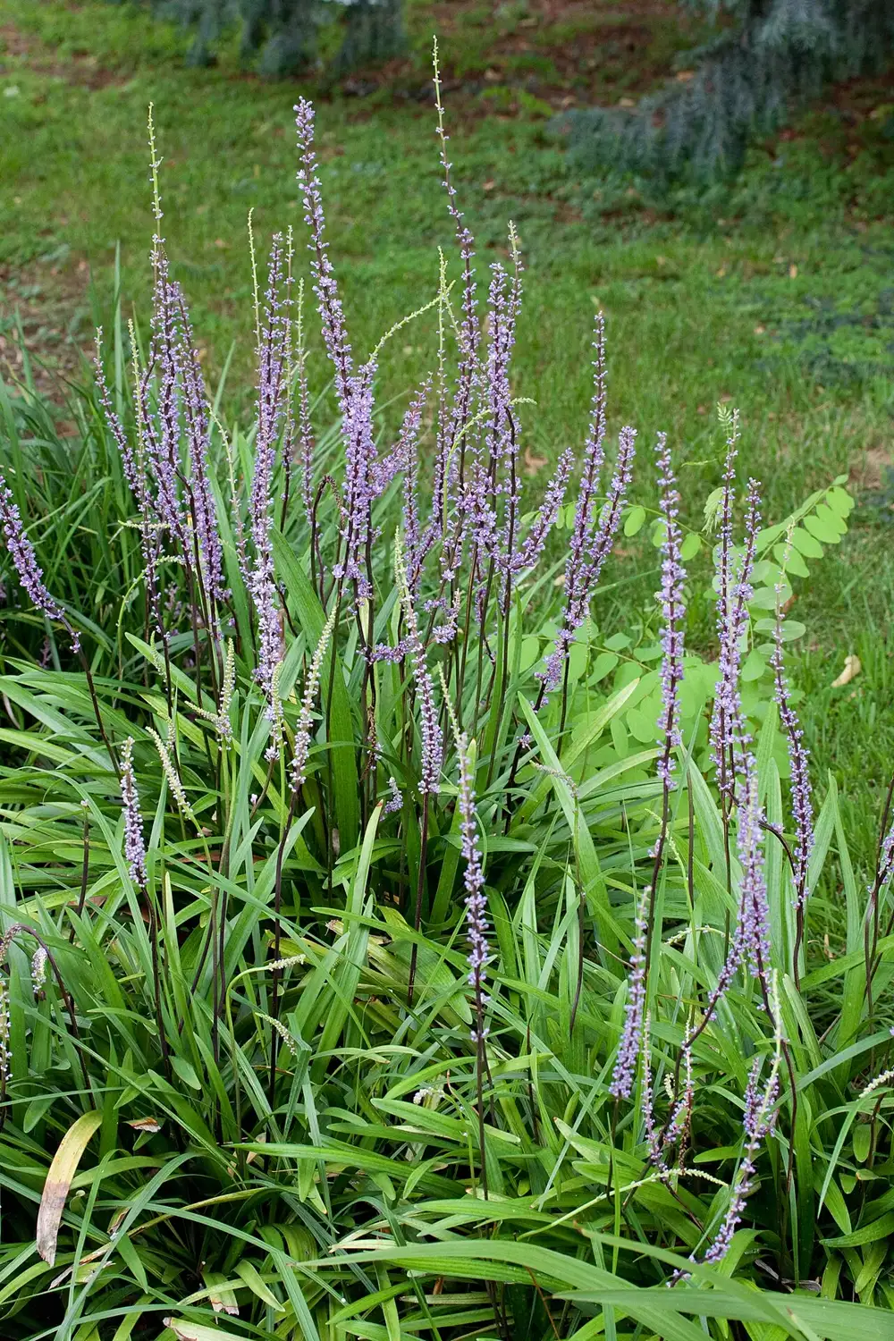 Liriope muscari clump of arching grass-like green leaves with tall purple flower spikes rising above it