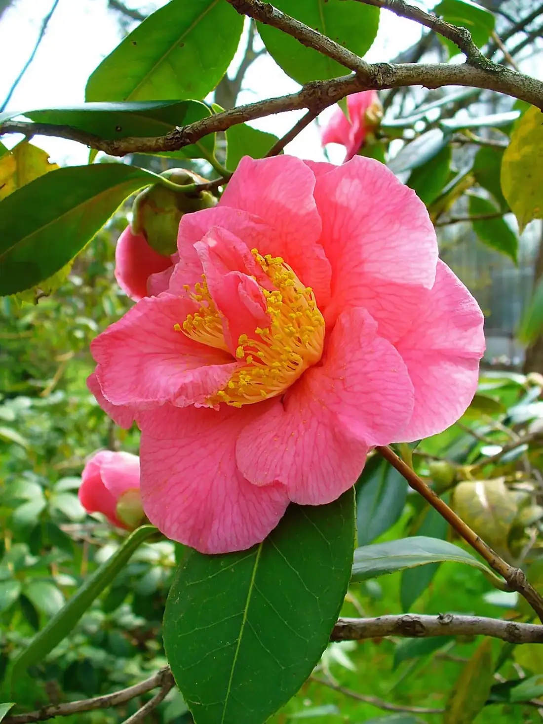Pink semi-double camellia flower with golden stamens on a shrub with glossy dark green leaves