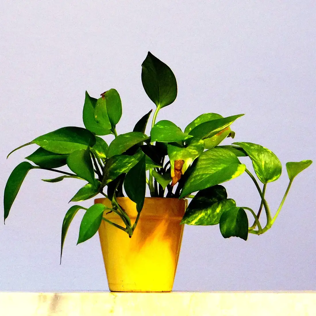 Small potted golden pothos with sparse, undersized heart-shaped leaves against a plain wall