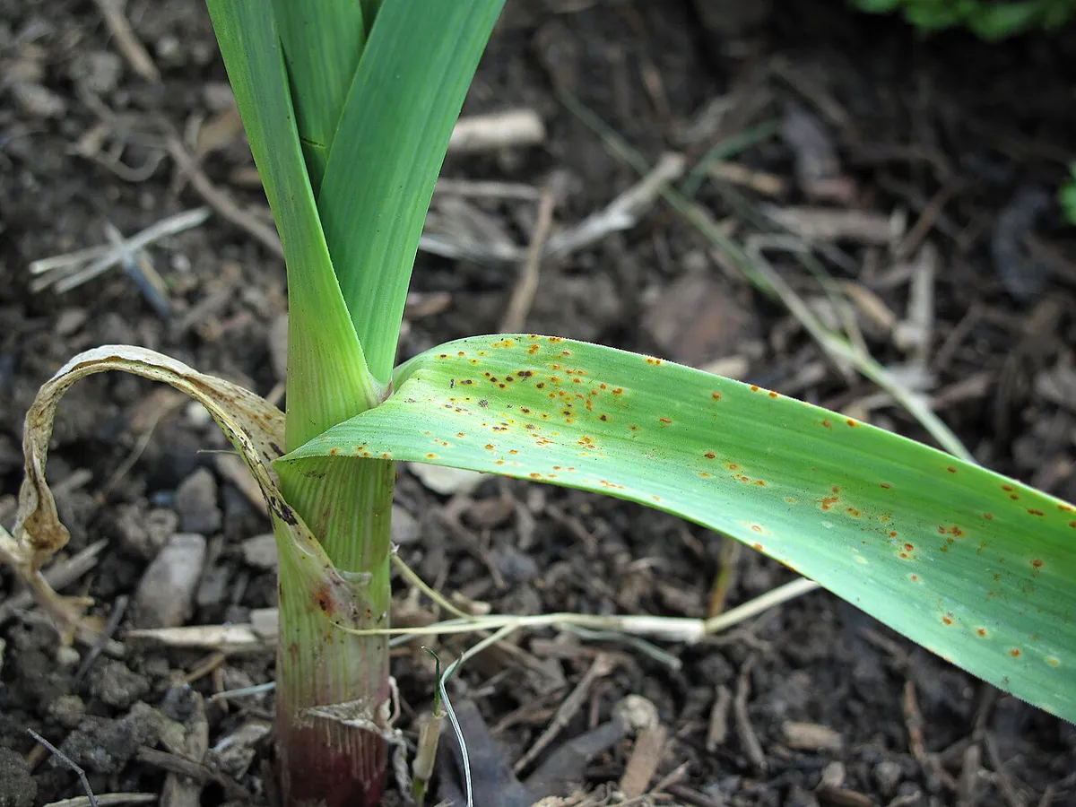 Orange-brown pustules scattered across a green garlic leaf in a garden bed