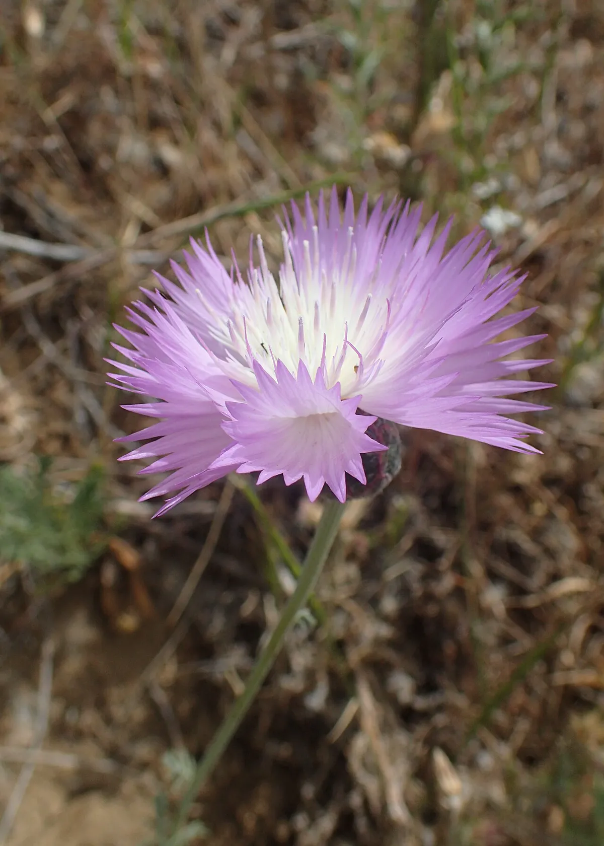 Lilac-pink sweet sultan flower head with fringed petals and a cream centre