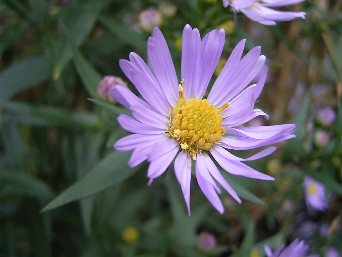 Pale lilac New York aster flower with narrow strap-shaped petals and a bright yellow centre