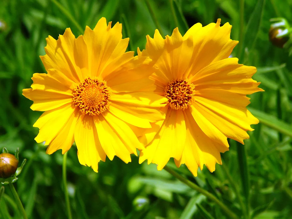 Two golden yellow coreopsis flowers with notched petal tips and orange centres against green foliage
