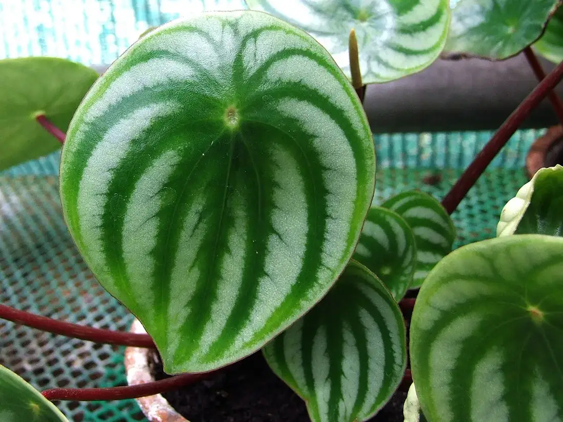Close-up of a round watermelon peperomia leaf with silver and dark green stripes on a red stem